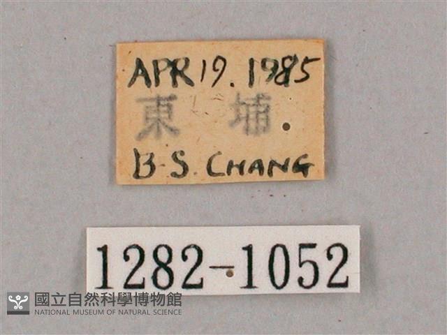 盾天蛾藏品圖，第3張