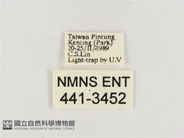 小白紋毒蛾藏品圖，第3張