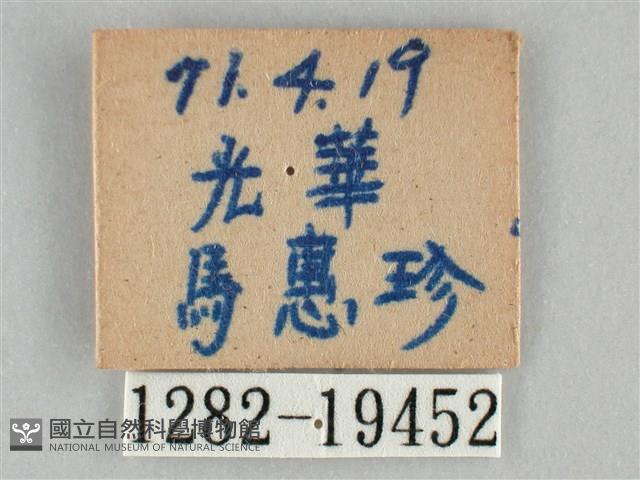 扭擬燈蛾藏品圖，第3張