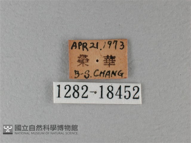 殘眉線蛺蝶藏品圖，第3張