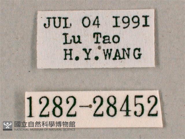 背帶斜紋天蛾藏品圖，第3張