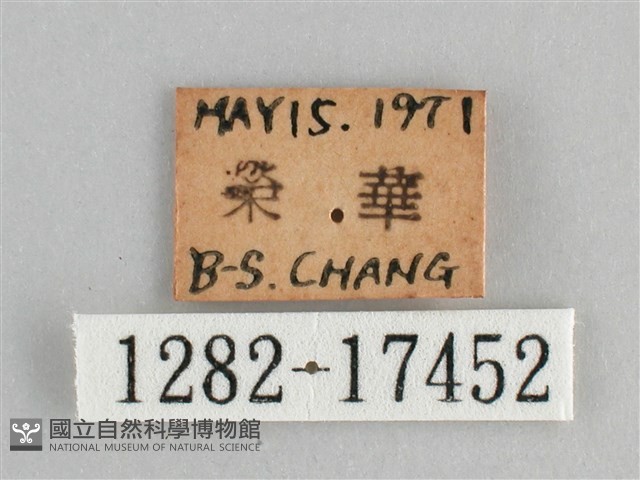 臺灣環蛺蝶藏品圖，第3張