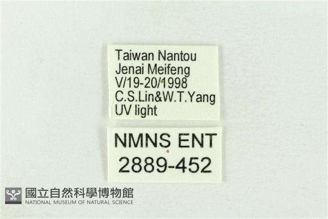 棍棒污燈蛾藏品圖，第3張