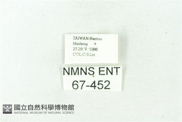 赭新污燈蛾藏品圖，第3張