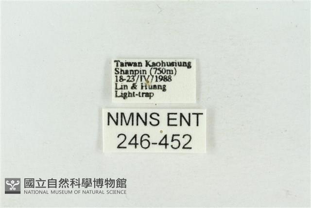 連珠波紋蛾藏品圖，第3張