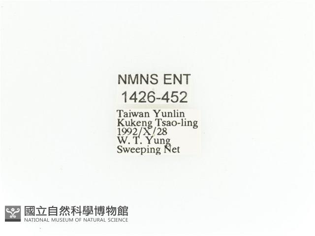 臺灣扇角金龜藏品圖，第2張