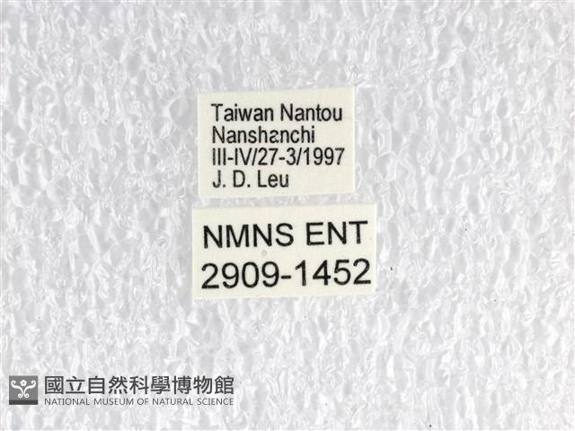 寬帶青鳳蝶藏品圖，第3張