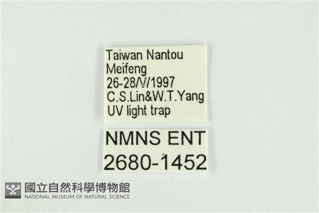 寬紋黃毒蛾藏品圖，第3張