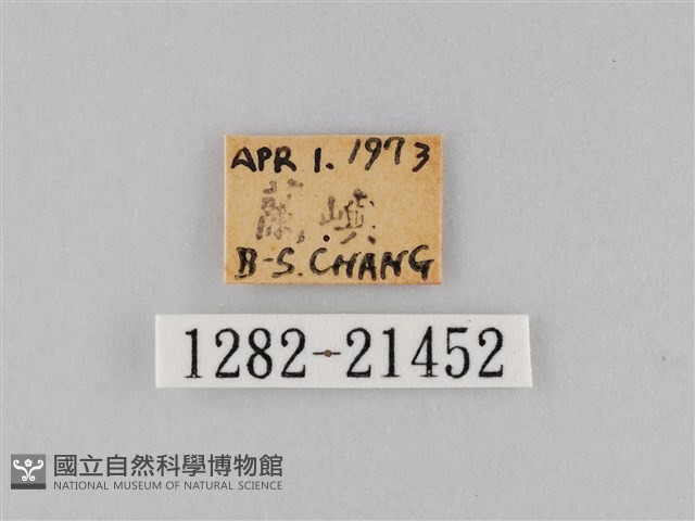 小波眼蝶藏品圖，第3張