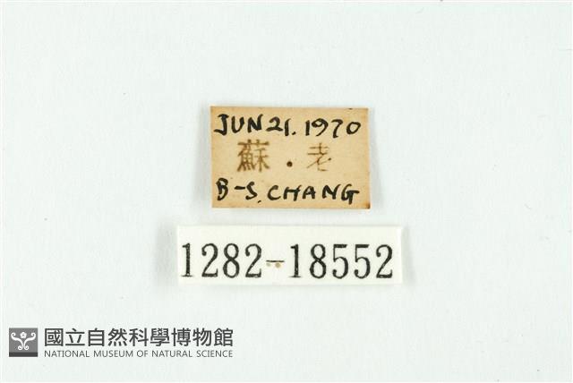 虎灰蝶藏品圖，第3張