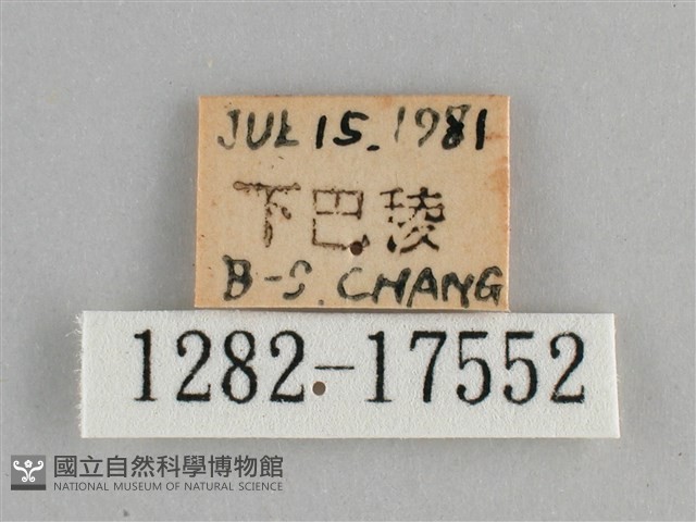 金鎧蛺蝶藏品圖，第3張