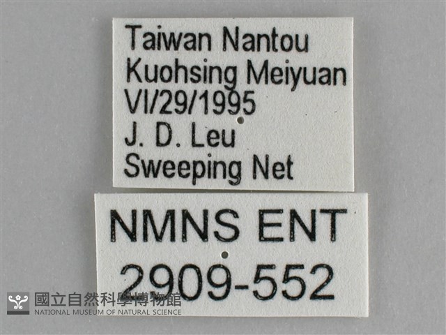 細帶環蛺蝶藏品圖，第3張