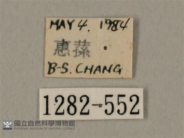 臀角斑天蛾藏品圖，第3張