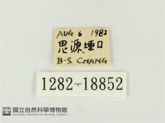 青雀斑灰蝶藏品圖，第3張