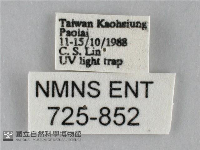 斜紋夜盜蛾藏品圖，第3張