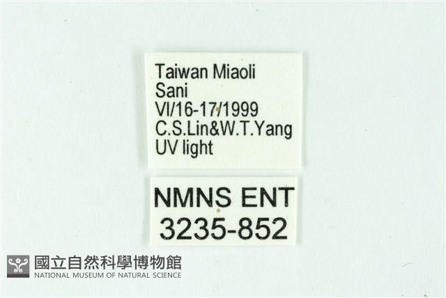 三條橙燈蛾藏品圖，第3張