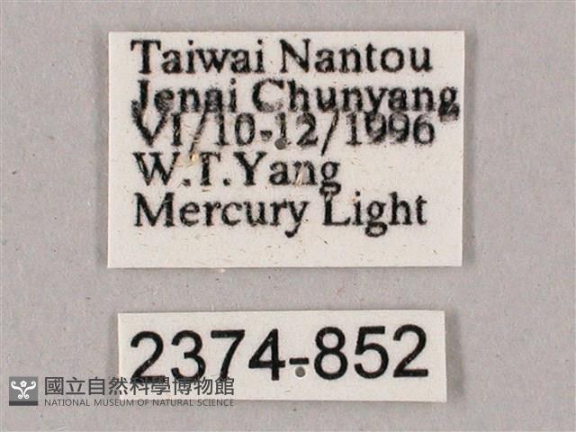 榆綠天蛾藏品圖，第3張