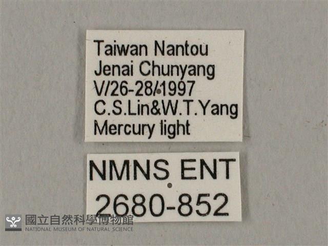 黑帶鷹翅天蛾藏品圖，第3張