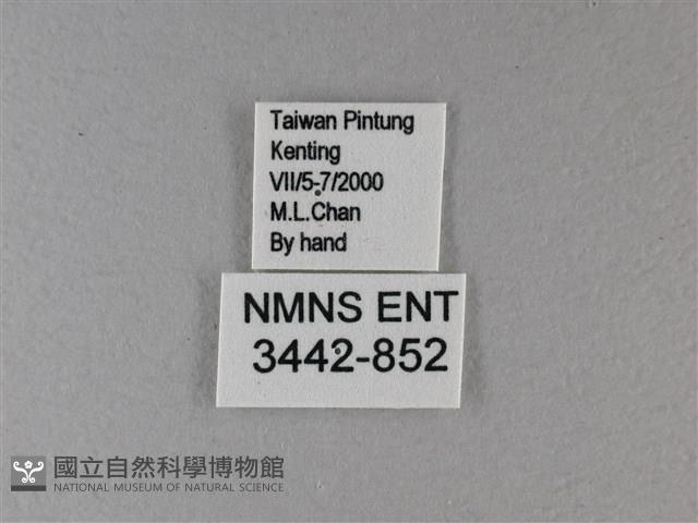 小星弄蝶藏品圖，第3張