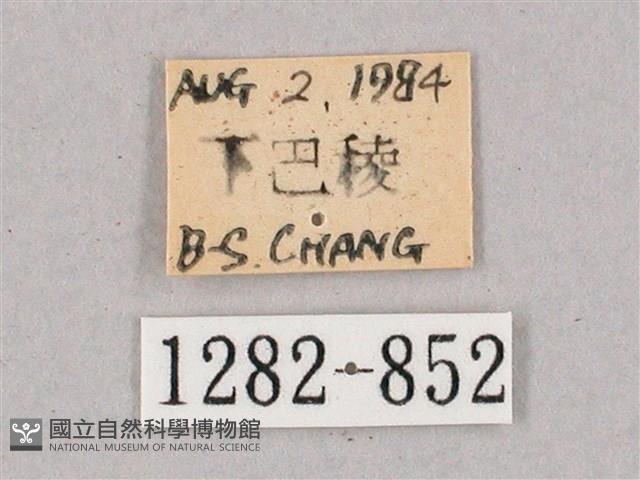 盾天蛾藏品圖，第3張