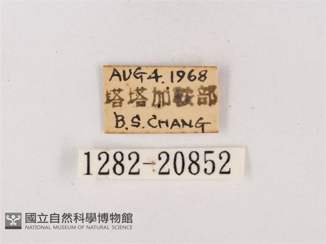 嫵琉灰蝶藏品圖，第3張