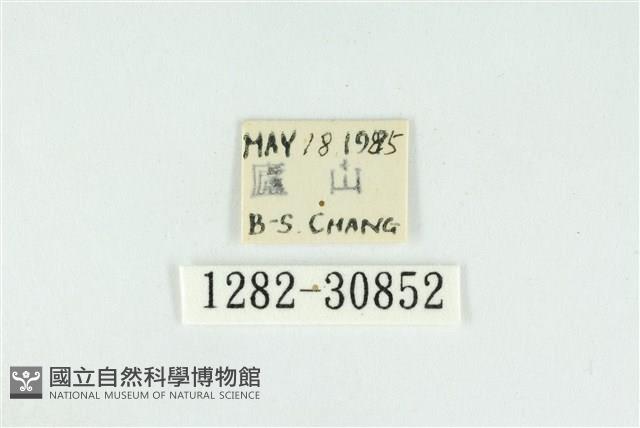 霧社環波紋蛾藏品圖，第3張