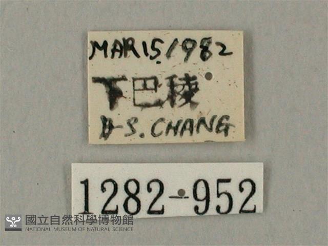 臺灣鋸翅天蛾藏品圖，第3張