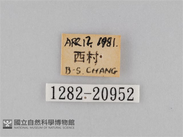 褐翅蔭眼蝶藏品圖，第3張