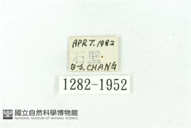 臺雪苔蛾藏品圖，第3張