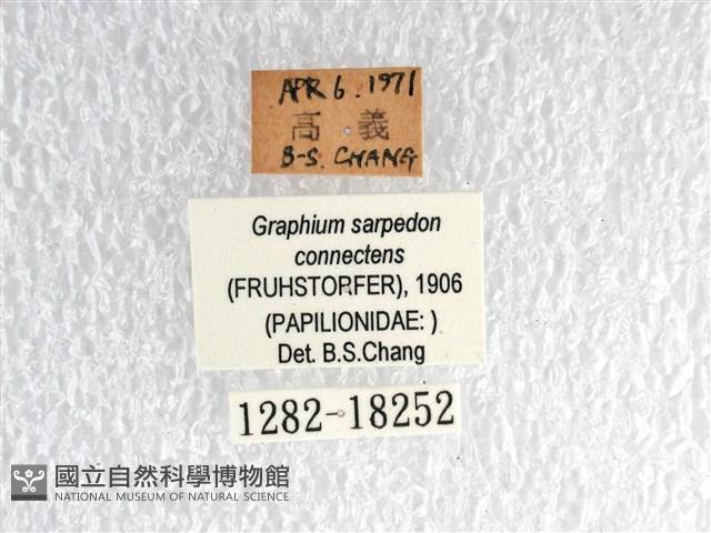 青帶鳳蝶藏品圖，第3張