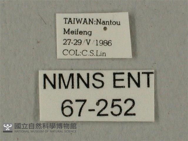 蝦殼天蛾藏品圖，第3張