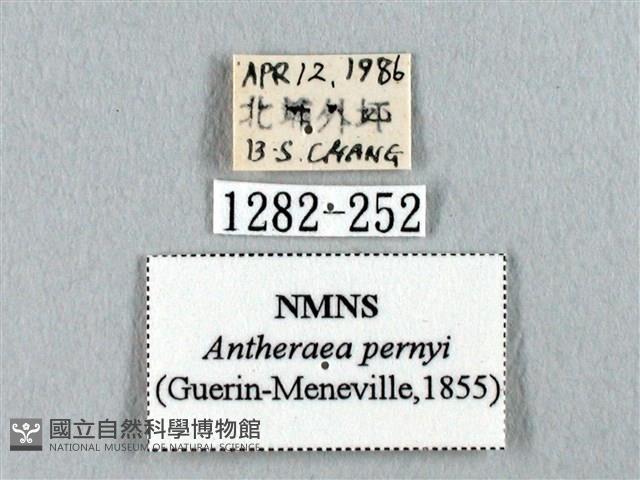 姬透目天蠶蛾藏品圖，第3張