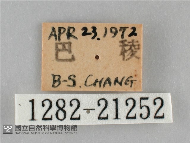 黃紋孔弄蝶藏品圖，第3張
