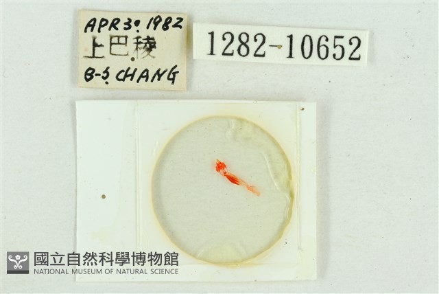 紅暈散紋夜蛾藏品圖，第3張