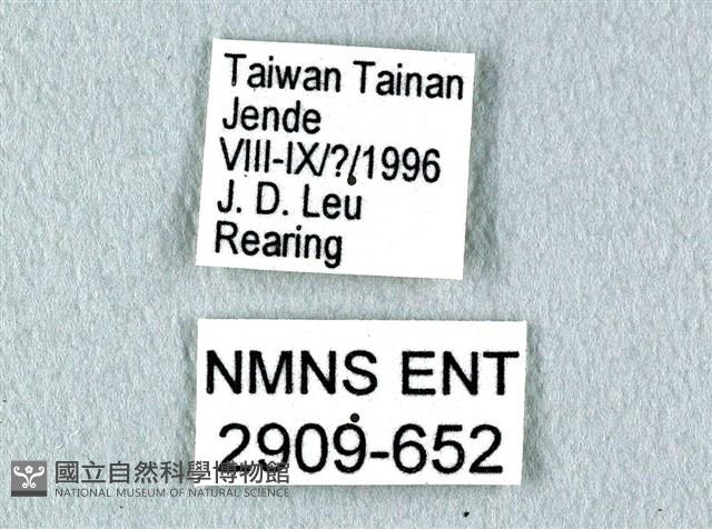 花鳳蝶、無尾鳳蝶藏品圖，第3張