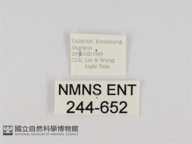 線紋篩蛾藏品圖，第3張