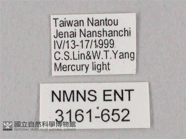栗六點天蛾藏品圖，第3張