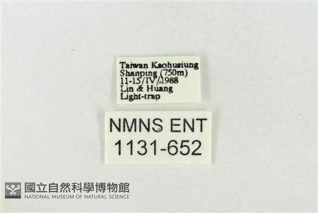 連珠波紋蛾藏品圖，第3張