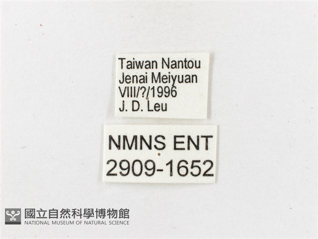 狹翅波眼蝶藏品圖，第3張