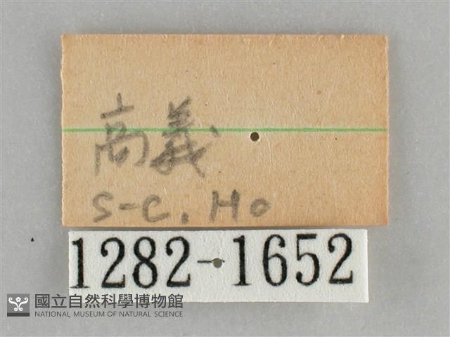 後紅斜線天蛾藏品圖，第3張