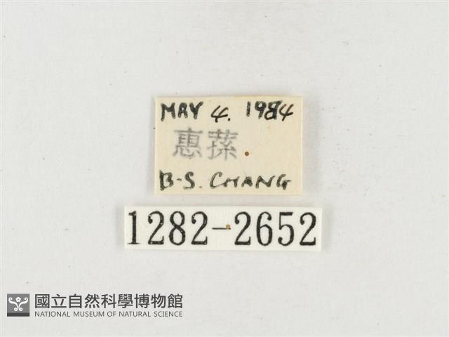 小白紋毒蛾藏品圖，第3張