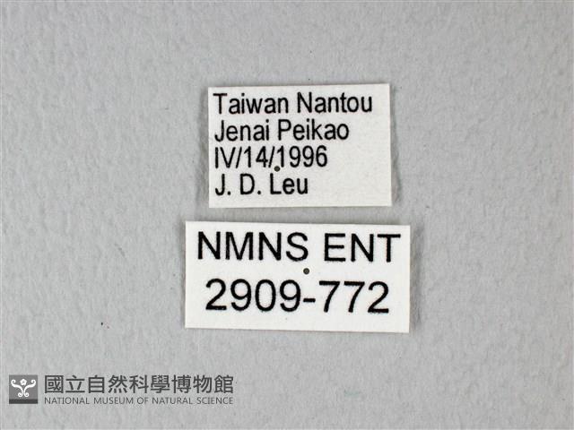 異粉蝶、雌白黃蝶藏品圖，第3張