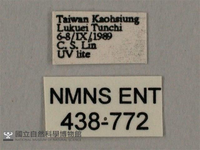 棕綠背線天蛾藏品圖，第3張