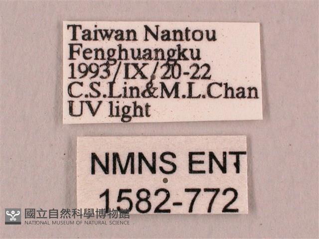 直翅六點天蛾藏品圖，第3張