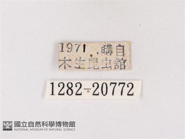 碧翠灰蝶藏品圖，第3張