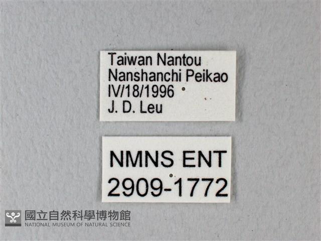 異粉蝶、雌白黃蝶藏品圖，第3張