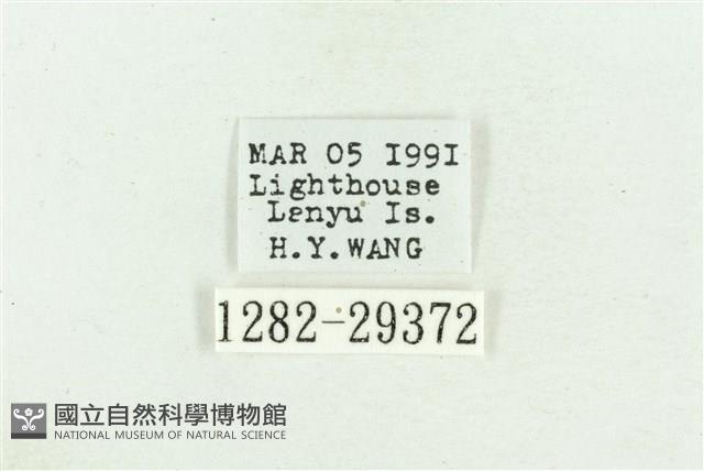 弧角散紋夜蛾藏品圖，第3張