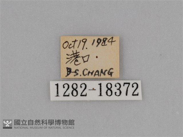 亮色黃蝶藏品圖，第3張