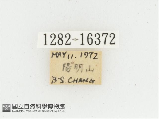 黃肩長腳花金龜藏品圖，第2張