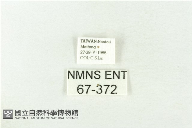 棍棒污燈蛾藏品圖，第3張